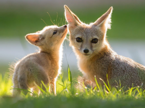 Top 5 Reasons to Hire a Wild Animal Photography Service